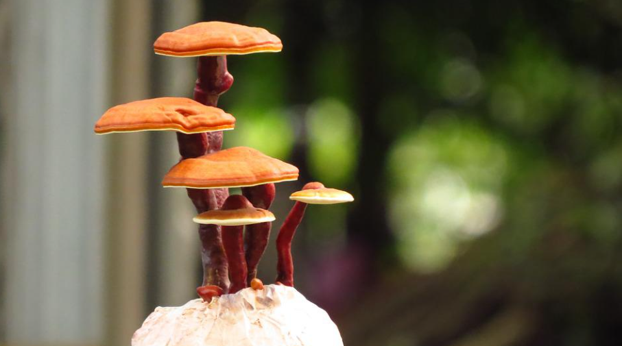 medicinální houby reishi